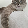 animal, cat, closeup, comfortable, cozy, cute, domestic_cat, feline, fluffy, gray_cat, indoor, paw, pet, portrait, relaxed, resting, soft_texture, tabby, whiskers, white_background