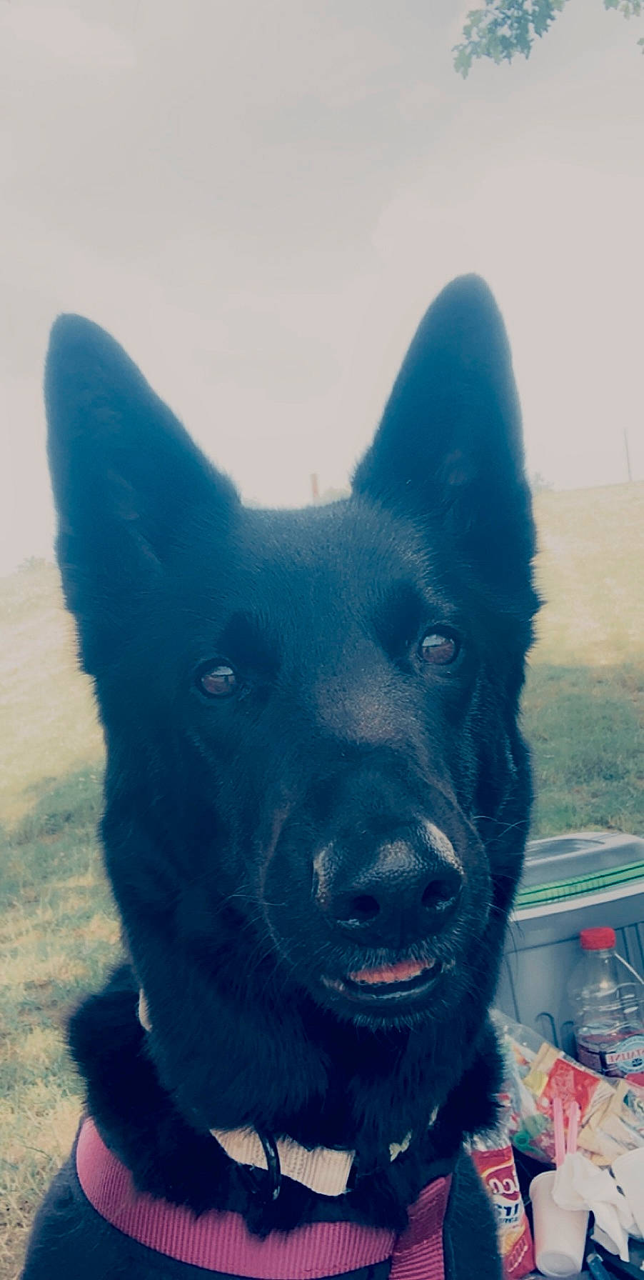 Lyka participe au concours pour gagner de l'argent avec cette photo : ancient_dog_breeds, canidae, carnivore, companion_dog, dog, dog_breed, electric_blue, fur, guard_dog, herding_dog, non_sporting_group, schipperke, sky, sporting_group, whiskers, winter, working_animal, working_dog