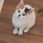 Harlequin Harleyq joined the competition — help win amazing prizes! kitten, cat, pet, animal, feline, white, orange, black, fur, cute, indoor, wooden_floor, young, looking_up, small, domestic, whiskers, ears, paws, sitting