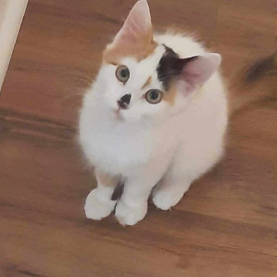 Harlequin Harleyq joined the competition — help win amazing prizes! animal, black, cat, cute, domestic, ears, feline, fur, indoor, kitten, looking_up, orange, paws, pet, sitting, small, whiskers, white, wooden_floor, young