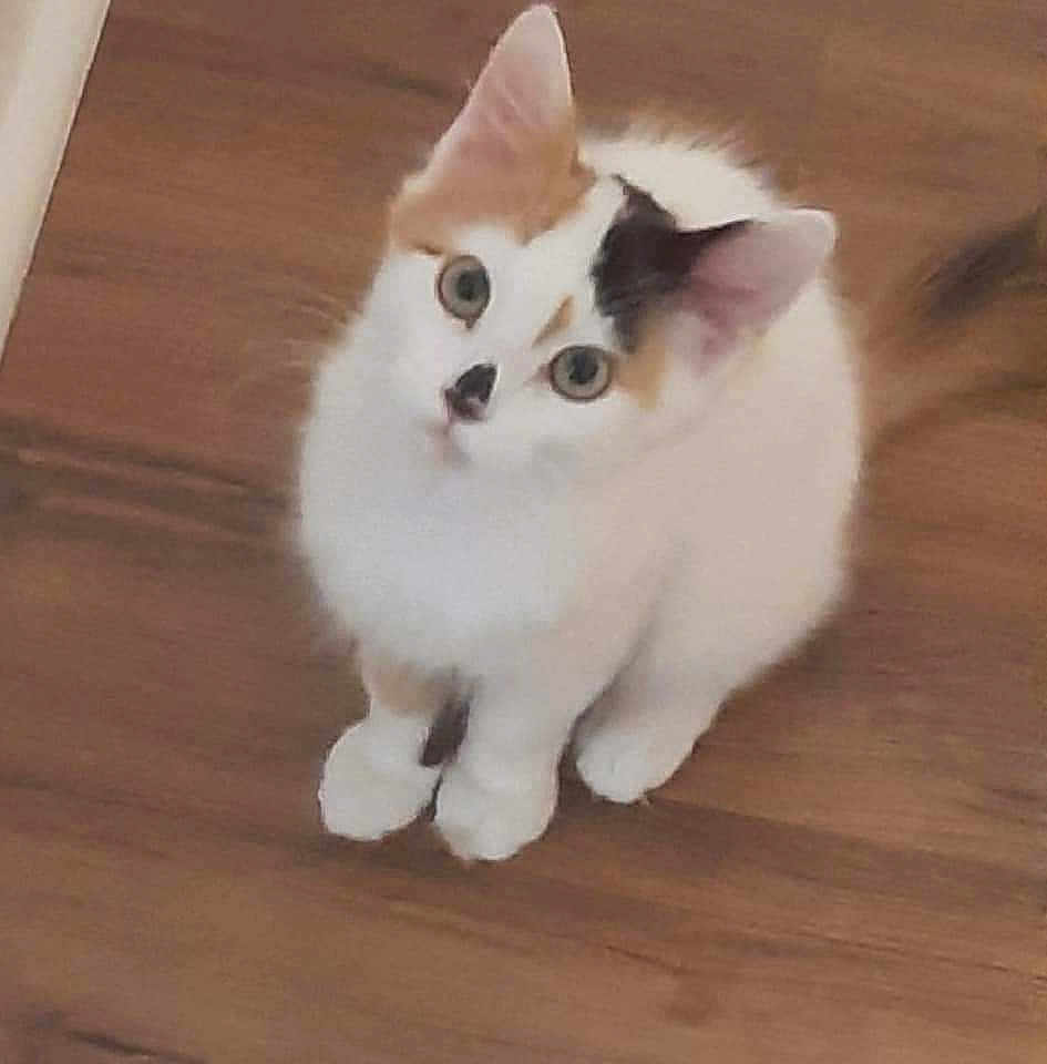 Harlequin Harleyq joined the competition — help win amazing prizes! kitten, cat, pet, animal, feline, white, orange, black, fur, cute, indoor, wooden_floor, young, looking_up, small, domestic, whiskers, ears, paws, sitting