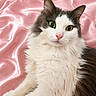 Gaïa participe au concours pour gagner de l'argent avec cette photo : animal, cat, close_up, cute, domestic_cat, feline, fluffy, fur, gray, green_eyes, indoor, laying, pet, pink_background, portrait, relaxed, silk, soft, whiskers, white