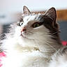 Gaïa a rejoint le concours — aidez-le/la à gagner de superbes lots ! cat, fluffy, white, gray, green_eyes, whiskers, indoor, portrait, soft_light, close_up, feline, pet, animal, cute, domestic, fur, relaxed, background_blur, cozy, looking_away
