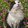 Gaïa a rejoint le concours — aidez-le/la à gagner de superbes lots ! animal, beautiful, cat, cute, feline, flowers, fluffy, grass, greenery, long_hair, nature, outdoor, pet, pink_flowers, portrait, purple_flowers, sitting, white_flowers, wildflowers, yellow_flowers