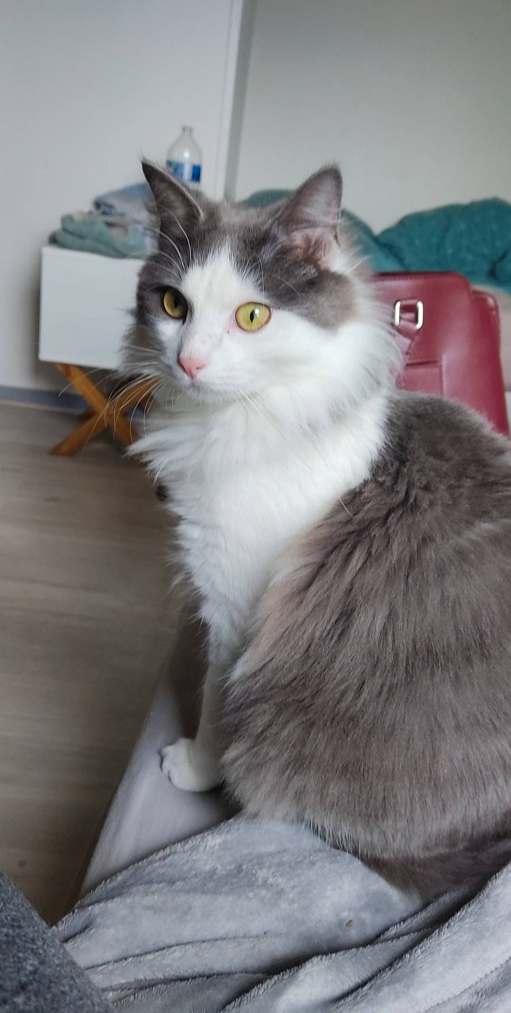 Gaïa participe au concours pour gagner de l'argent avec cette photo : box, british_longhair, carnivore, cat, claw, domestic_short_haired_cat, eye, fawn, felidae, fur, grey, paw, small_to_medium_sized_cats, snout, tail, whiskers, window