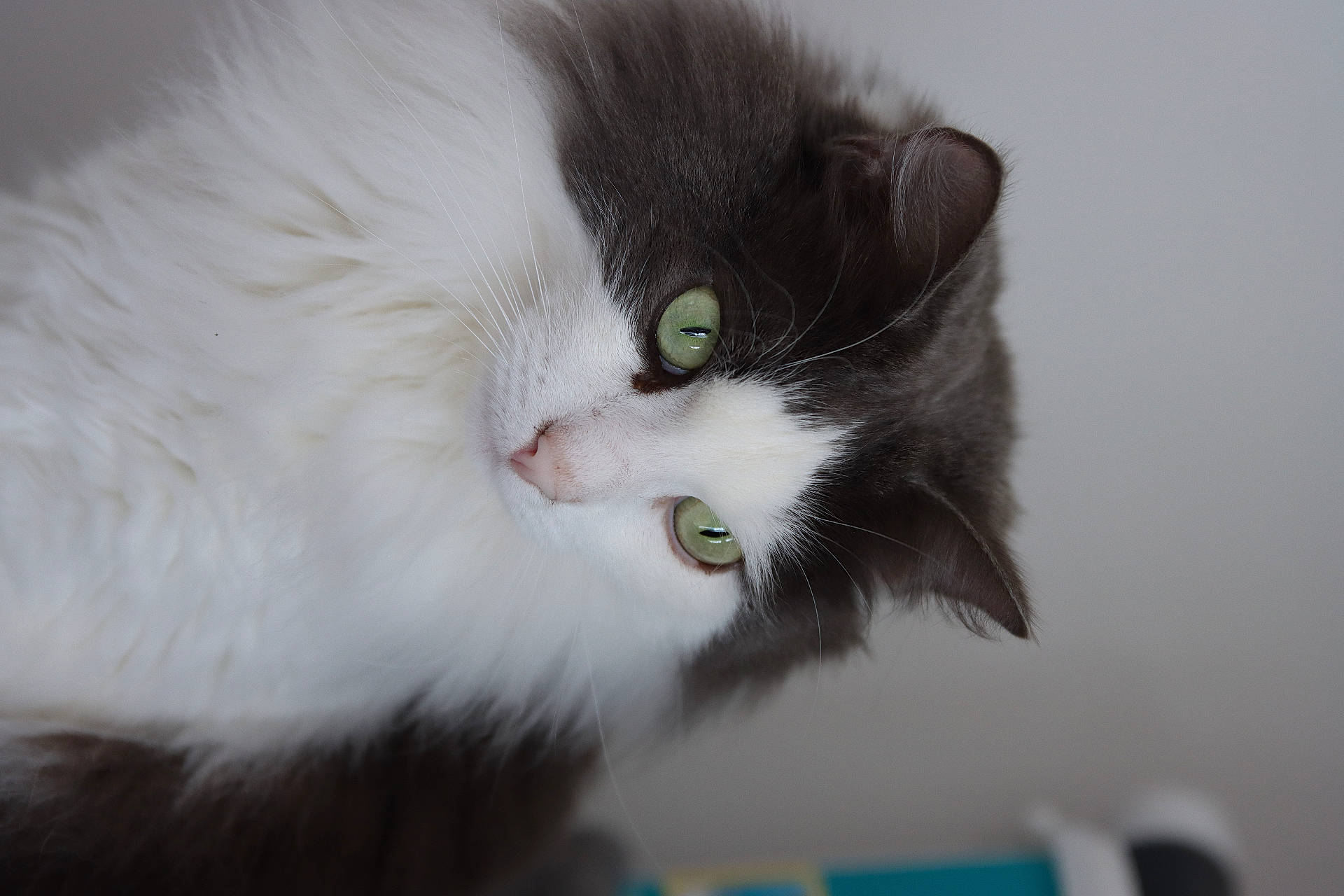 Gaïa a rejoint le concours — aidez-le/la à gagner de superbes lots ! animal, cat, close_up, cute, domestic_cat, ears, face, feline, fluffy, fur, gray_fur, green_eyes, indoor, looking, pet, pink_nose, portrait, soft, whiskers, white_fur