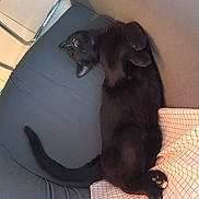 Krokmou a rejoint le concours — aidez-le/la à gagner de superbes lots ! black_cat, cat, pet, feline, indoor, couch, furniture, relaxed, sleeping, paw, tail, fur, whiskers, cozy, resting, domestic_animal, comfort, checkered_cloth, blue_couch, animal