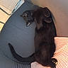 black_cat, cat, pet, feline, indoor, couch, furniture, relaxed, sleeping, paw, tail, fur, whiskers, cozy, resting, domestic_animal, comfort, checkered_cloth, blue_couch, animal