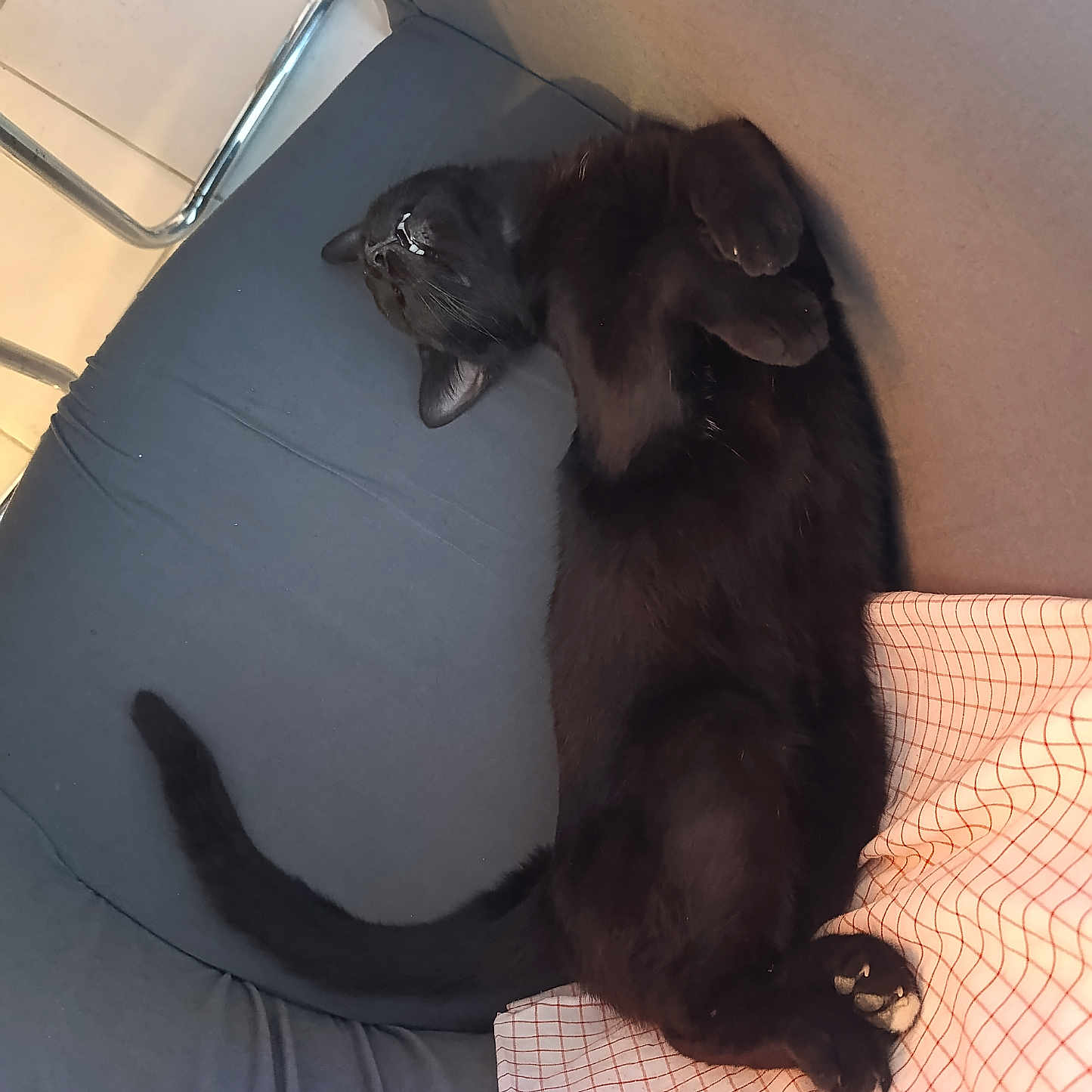 Krokmou a rejoint le concours — aidez-le/la à gagner de superbes lots ! black_cat, cat, pet, feline, indoor, couch, furniture, relaxed, sleeping, paw, tail, fur, whiskers, cozy, resting, domestic_animal, comfort, checkered_cloth, blue_couch, animal