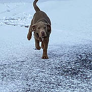 Argento is registered to the contest to win money with this photo: active, animal, canine, cold, daylight, dog, ears, fur, ground, mammal, nature, outdoor, path, pet, portrait, running, snow, tail, walking, winter