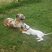 Sweetie Pie is registered to the contest to win money with this photo: animal, canine, cute, dog, fence, friendship, grass, greenery, leisure, nature, outdoor, panting, pet, playful, relaxing, spotted, summer, sunlight, two_dogs, yard