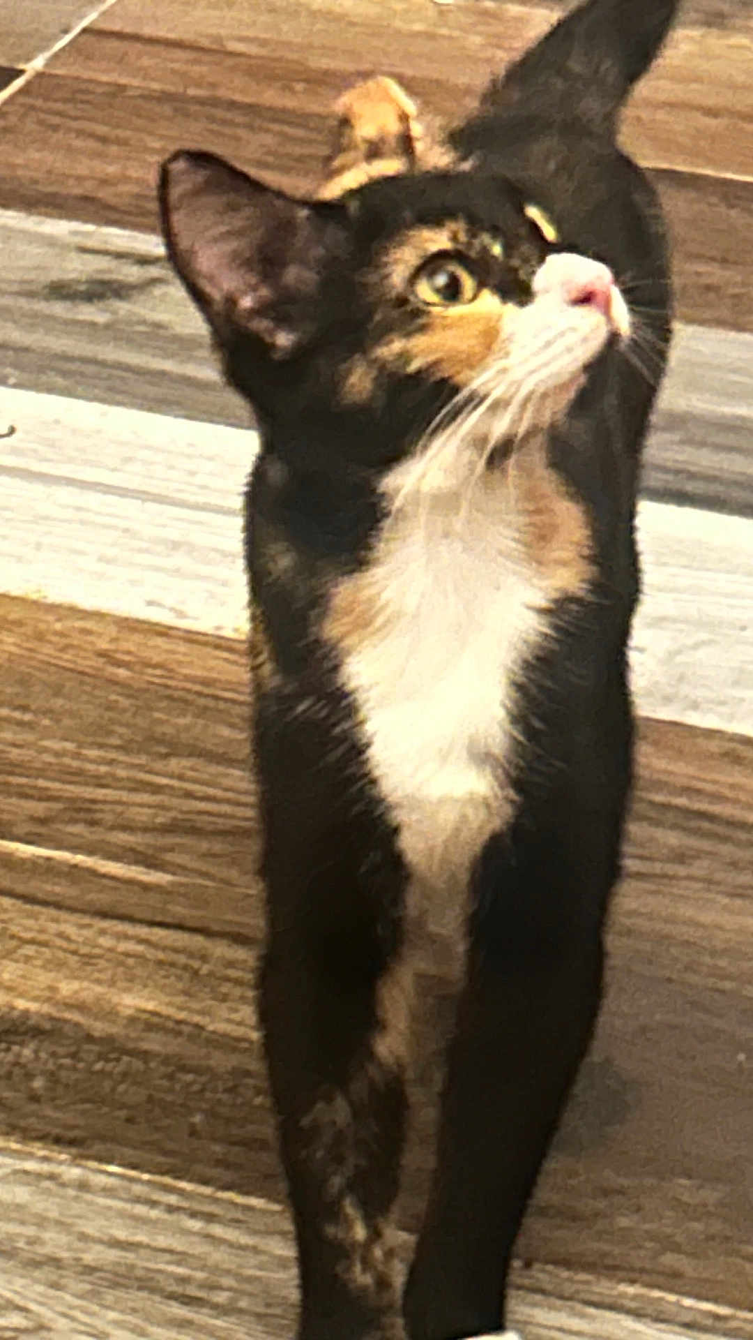 Sissy Girl joined the competition — help win amazing prizes! cat, calico, curious, indoor, wooden_floor, pet, feline, whiskers, ears, tail, closeup, animal, domestic, looking_up, fur, eyes, standing, mammal, cute, young_cat