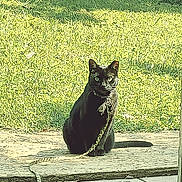 Brat is registered to the contest to win money with this photo: animal, backyard, blackcat, cat, egyptiancat, flagstone, grass, manx, nature, outdoors, panther, path, pet, plant, slate, walkway, yard