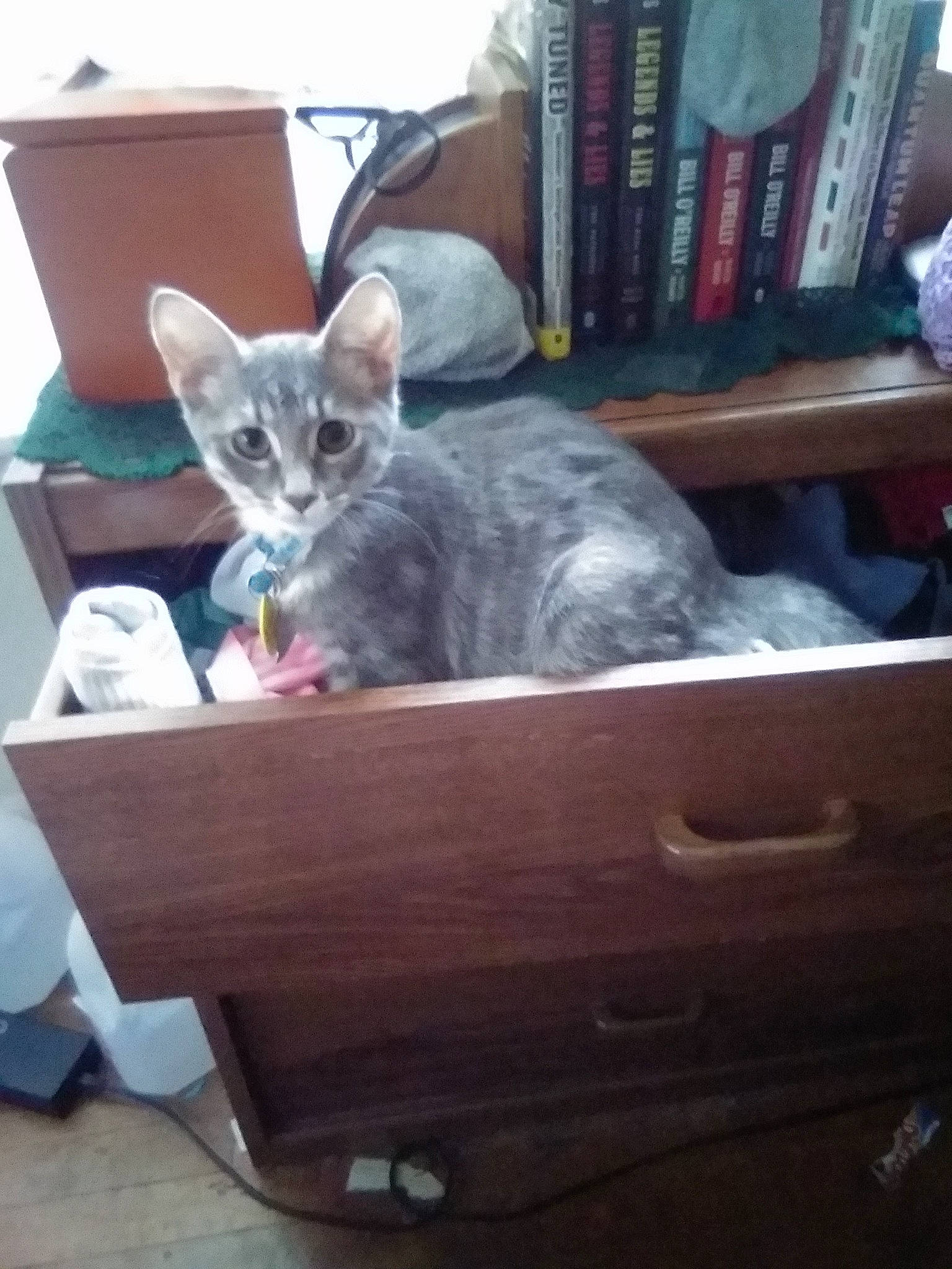 Oscar joined the competition — help win amazing prizes! book, bookcase, box, carnivore, cat, cat_supply, chair, comfort, domestic_short_haired_cat, felidae, fur, furniture, hardwood, paw, publication, room, small_to_medium_sized_cats, tail, whiskers, wood