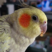 Woodstock participe au concours pour gagner de l'argent avec cette photo : beak, bird, close_up, cockatiel, cockatoo, fawn, feather, parakeet, parrot, vertebrate, wing