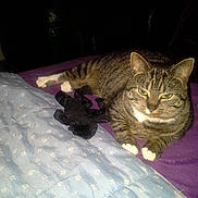 Réglisse a rejoint le concours — aidez-le/la à gagner de superbes lots !