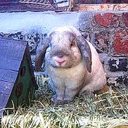 Caramel participe au concours pour gagner de l'argent avec cette photo :