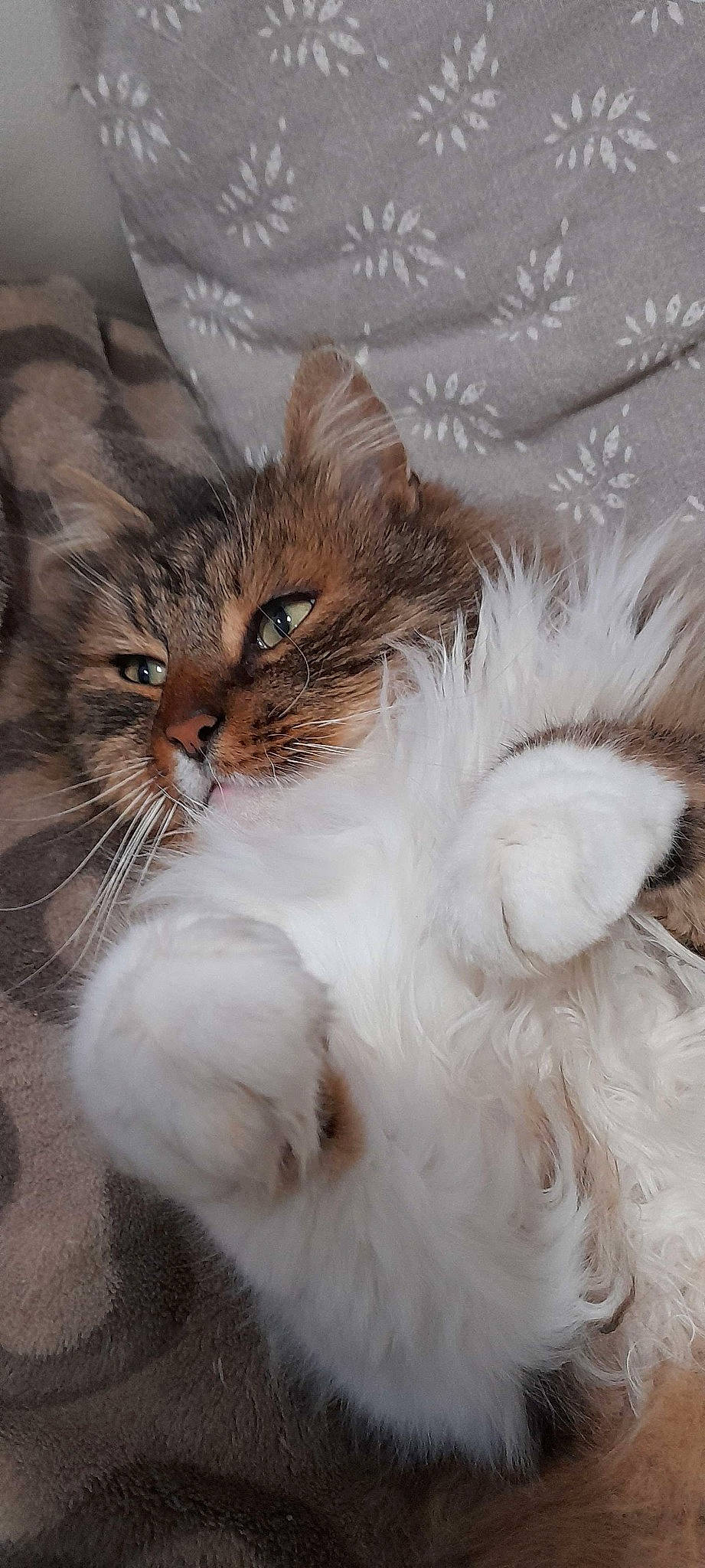 Kimi a rejoint le concours — aidez-le/la à gagner de superbes lots ! carnivore, cat, claw, comfort, fawn, felidae, fur, natural_material, paw, small_to_medium_sized_cats, tail, terrestrial_animal, whiskers