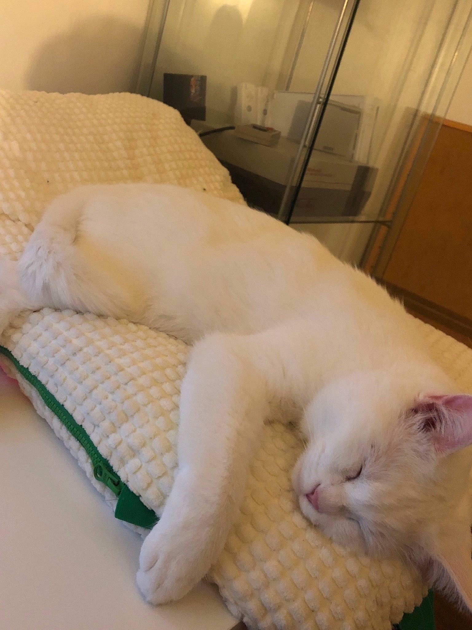 Naboo a rejoint le concours — aidez-le/la à gagner de superbes lots ! carnivore, cat, claw, comfort, domestic_short_haired_cat, fawn, felidae, flooring, foot, fur, human_leg, linens, nap, paw, sleep, small_to_medium_sized_cats, snout, tail, terrestrial_animal, whiskers