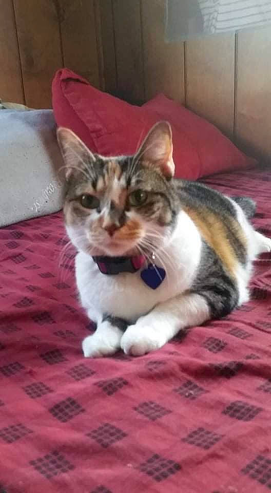 Gypsy joined the competition — help win amazing prizes! carnivore, cat, cat_supply, comfort, domestic_short_haired_cat, felidae, flooring, fur, paw, small_to_medium_sized_cats, snout, tail, terrestrial_animal, whiskers