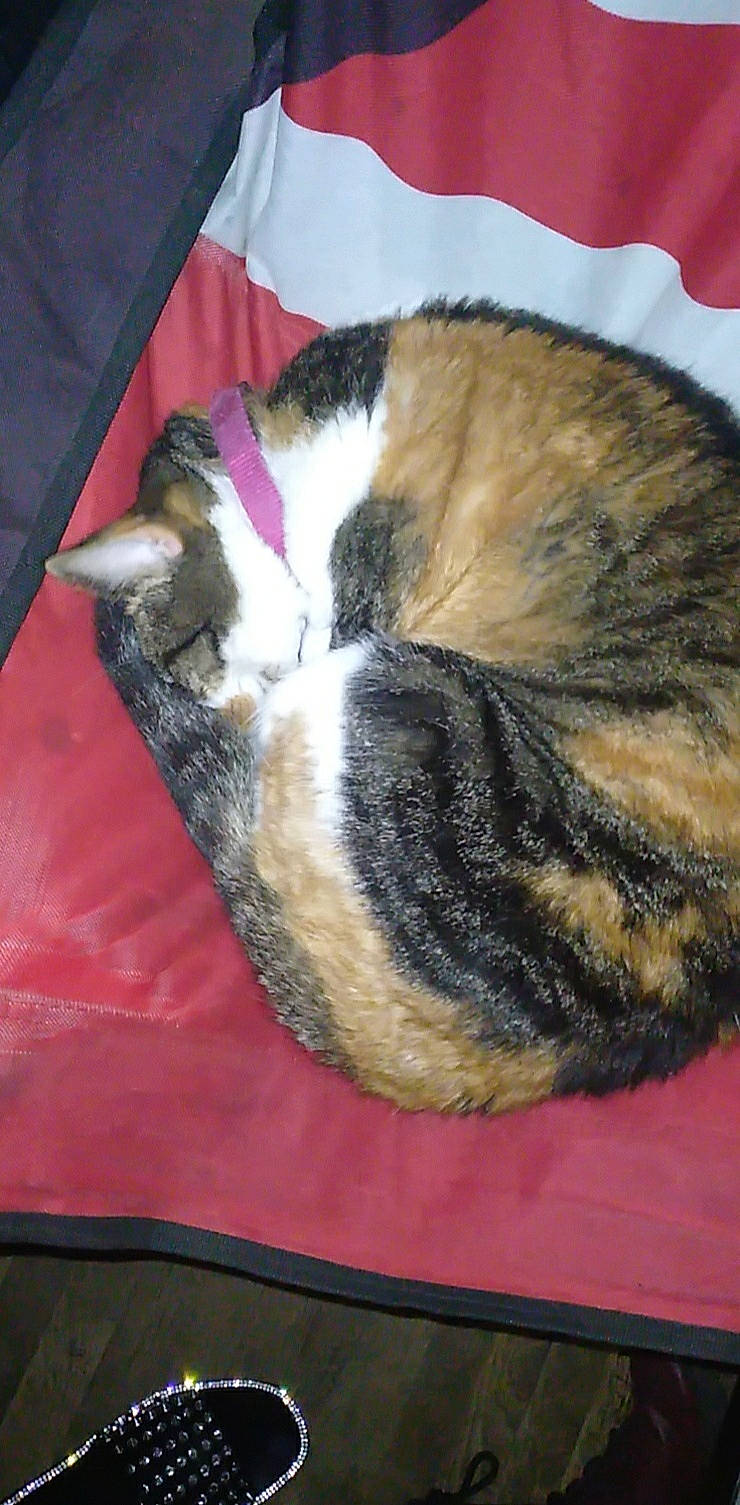 Gypsy joined the competition — help win amazing prizes! carnivore, cat, claw, comfort, dog_breed, domestic_short_haired_cat, event, felidae, flooring, fur, grass, nap, paw, sleep, small_to_medium_sized_cats, snout, tail, terrestrial_animal, whiskers, wood