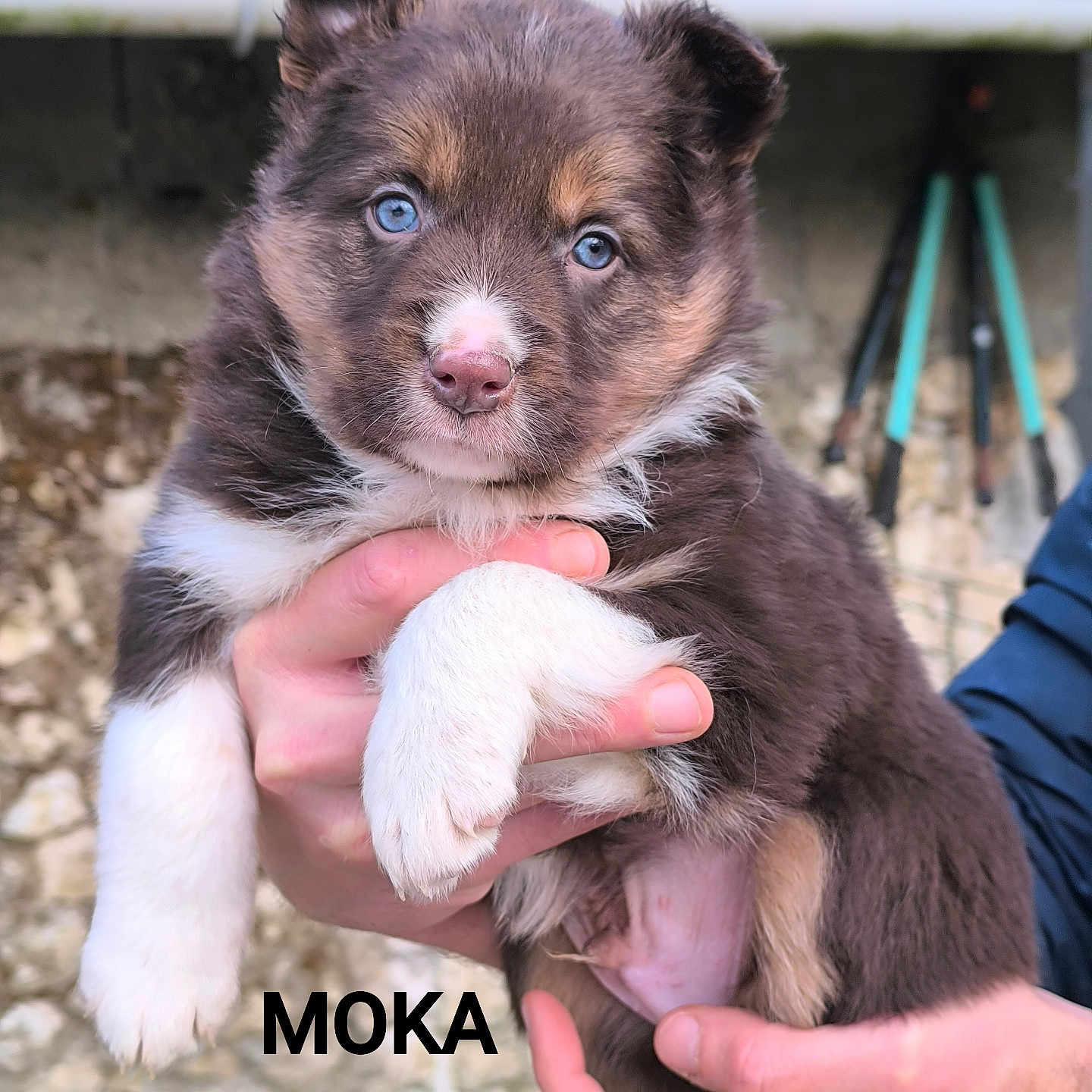 Moka a rejoint le concours — aidez-le/la à gagner de superbes lots ! accessories, adult, animal, bodypart, canine, collie, dog, eskimodog, finger, hand, hound, husky, male, man, person, pet, puppy, snout, strap, terrier