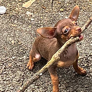Malia joined the competition — help win amazing prizes! animal, big_ears, brown_coat, chewing, chihuahua, closeup, cute, dog, gravel, looking_up, natural_light, outdoors, paws, pet, playful, portrait, puppy, small_dog, stick, tongue