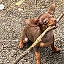 animal, big_ears, brown_coat, chewing, chihuahua, closeup, cute, dog, gravel, looking_up, natural_light, outdoors, paws, pet, playful, portrait, puppy, small_dog, stick, tongue