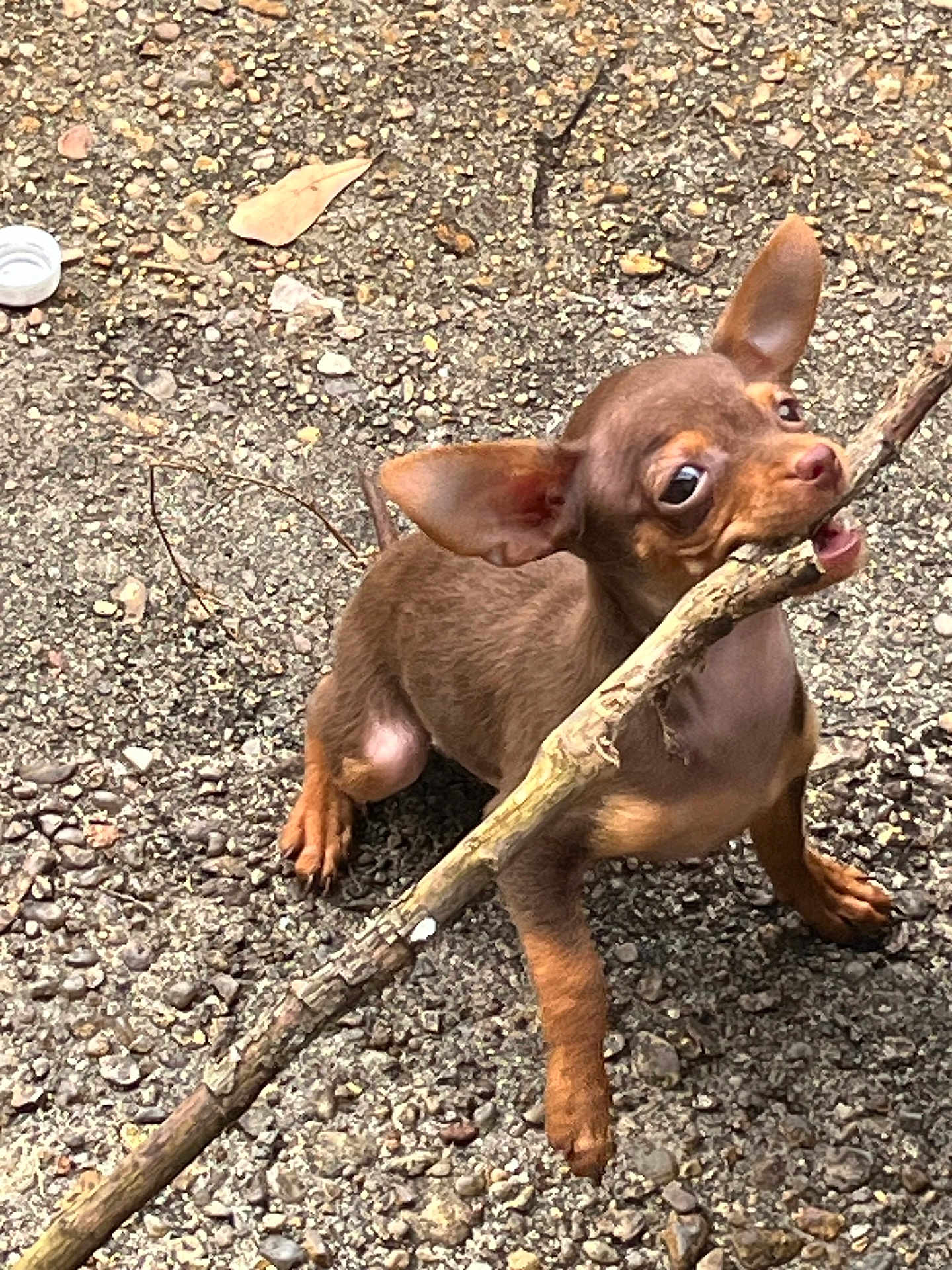 Malia joined the competition — help win amazing prizes! animal, big_ears, brown_coat, chewing, chihuahua, closeup, cute, dog, gravel, looking_up, natural_light, outdoors, paws, pet, playful, portrait, puppy, small_dog, stick, tongue
