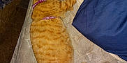 Nola joined the competition — help win amazing prizes! animal, bedroom, blanket, cat, cozy, domestic_cat, fur, harness, human_leg, indoor, mattress, orange_tabby, patterned, pet, purple, relaxed, resting, side_view, sleeping, tattoo