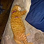 animal, bedroom, blanket, cat, cozy, domestic_cat, fur, harness, human_leg, indoor, mattress, orange_tabby, patterned, pet, purple, relaxed, resting, side_view, sleeping, tattoo