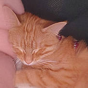 Nola joined the competition — help win amazing prizes! animal, cat, closeup, companion, cozy, cute, domestic_animal, ear, feline, fur, indoor, nap, orange_tabby, pet, relaxation, resting, sleeping, soft, warm, whiskers