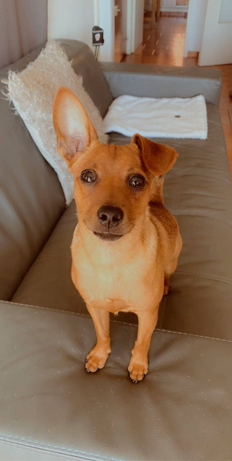 Pablo a rejoint le concours — aidez-le/la à gagner de superbes lots ! ancient_dog_breeds, canidae, carnivore, chihuahua, companion_dog, dog, dog_breed, fawn, feist, mammal, pariah_dog, potcake_dog, puppy, rare_breed_dog, snout, sporting_group, street_dog, vertebrate, whiskers