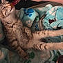 Sushi is registered to the contest to win money with this photo: kitten, cat, stretching, blanket, paw_print, cozy, furry, pet, animal, cute, striped, tabby, sleepy, indoor, relaxed, small, young, treat, paw, fur