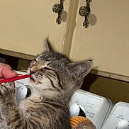 Sushi is registered to the contest to win money with this photo: kitten, cat, tabby, indoor, kitchen, washing_machine, cabinet, food, spoon, pet, feline, cute, young_animal, fur, whiskers, claws, standing, drip, household, domestic