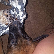 Zaïan a rejoint le concours — aidez-le/la à gagner de superbes lots ! canidae, dog_breed, fawn