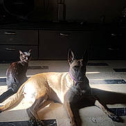 Alouqua a rejoint le concours — aidez-le/la à gagner de superbes lots ! canidae, carnivore, fawn, ibizan_hound, kangaroo, macropodidae, mammal, marsupial, snout, tail, wallaby, whippet