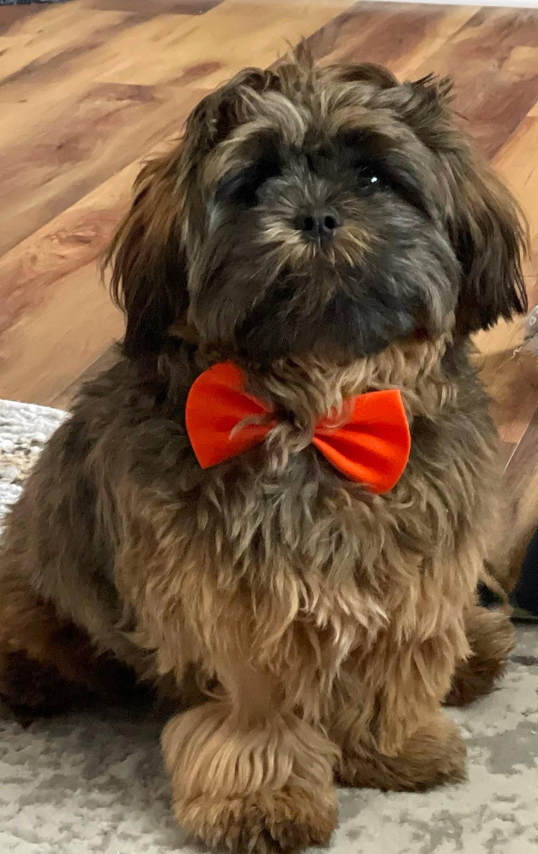 Ositi joined the competition — help win amazing prizes! canidae, carnivore, companion_dog, dog, dog_breed, dog_supply, fawn, fur, liver, maltepoo, non_sporting_group, shih_tzu, small_terrier, snout, sporting_group, tail, terrestrial_animal, terrier, toy_dog, working_animal