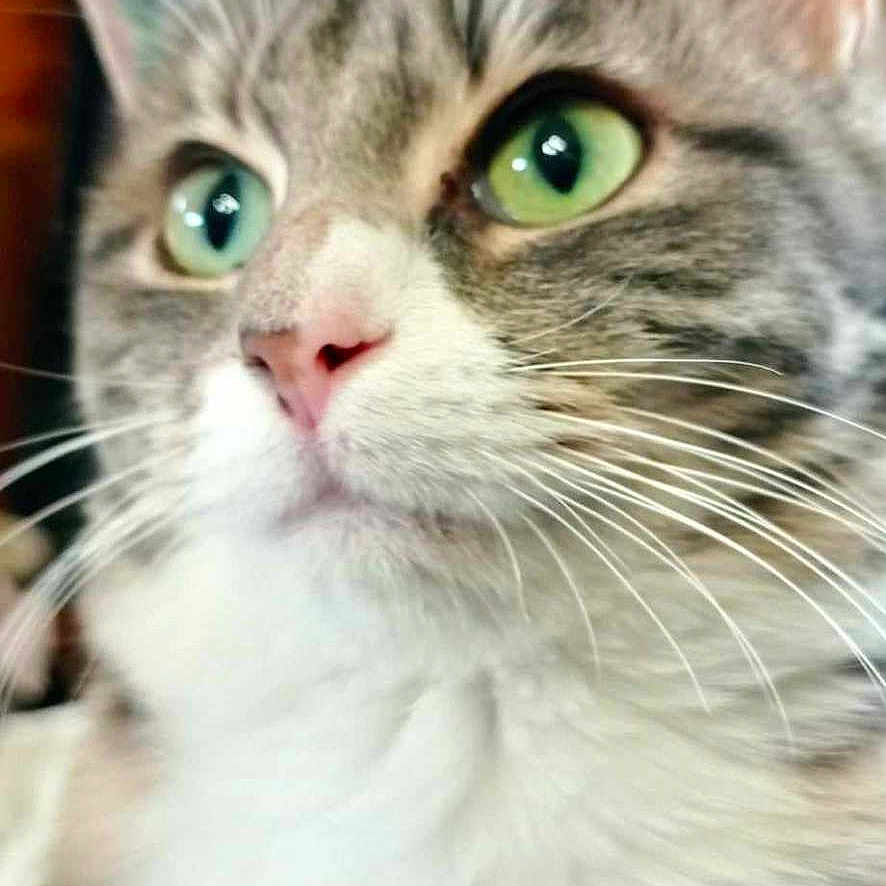 Lutine a rejoint le concours — aidez-le/la à gagner de superbes lots ! animal, blurred_background, cat, close_up, curious, cute, domestic, feline, fluffy, focused, fur, green_eyes, indoor, mammal, pet, pink_nose, portrait, soft, whiskers, whiskers_visible