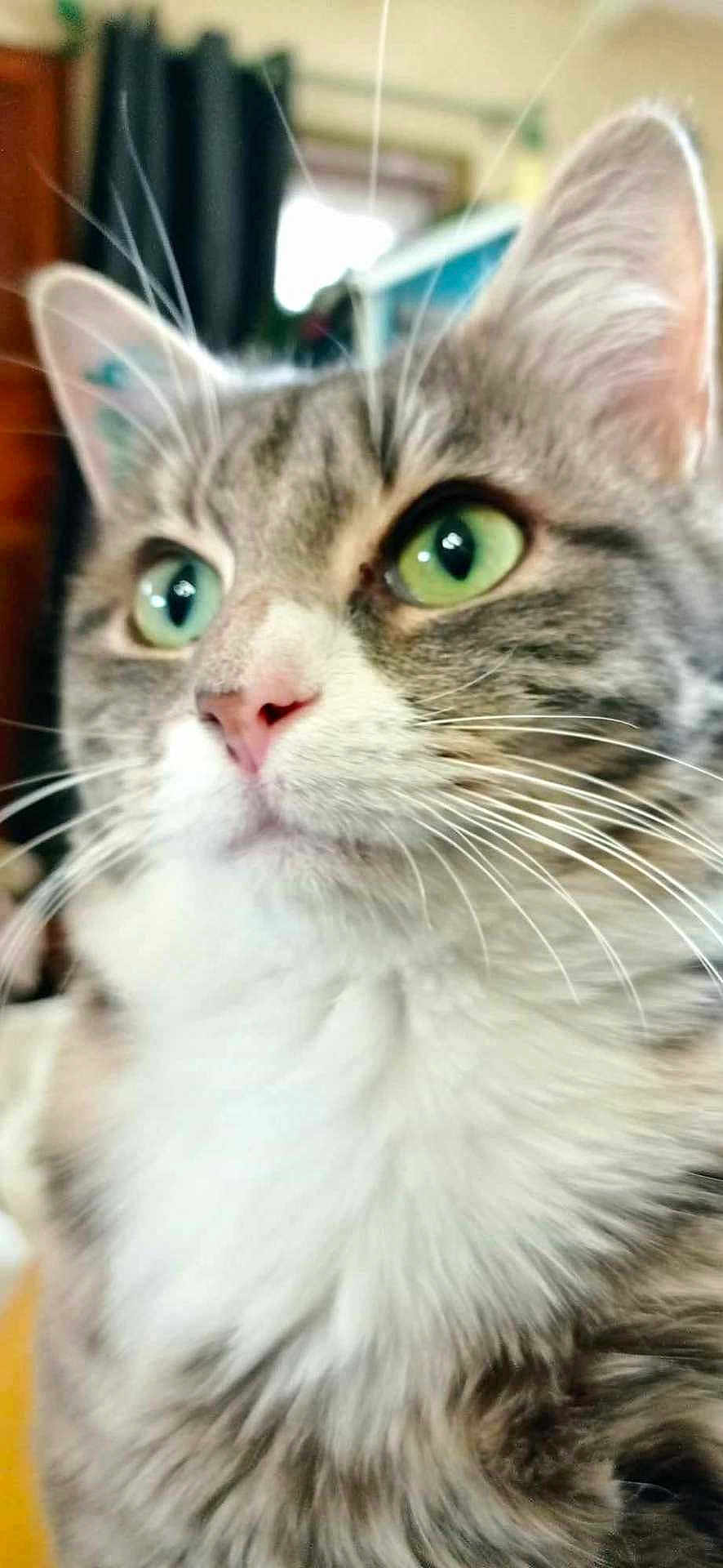Lutine a rejoint le concours — aidez-le/la à gagner de superbes lots ! cat, close_up, green_eyes, whiskers, pink_nose, fur, curious, indoor, pet, animal, portrait, mammal, feline, soft, fluffy, domestic, cute, whiskers_visible, focused, blurred_background
