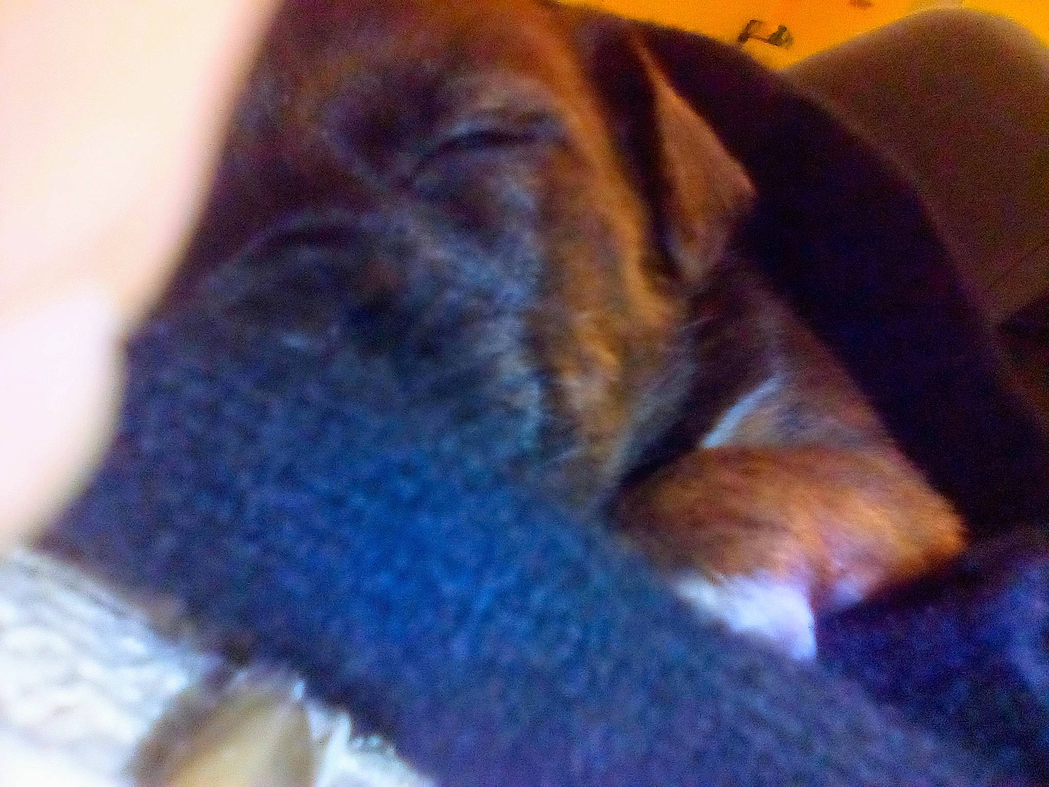 Handsome joined the competition — help win amazing prizes! canidae, carnivore, comfort, companion_dog, dog, dog_breed, ear, electric_blue, fawn, fur, guard_dog, liver, non_sporting_group, paw, rottweiler, sporting_group, terrestrial_animal, toy_dog, whiskers, working_animal