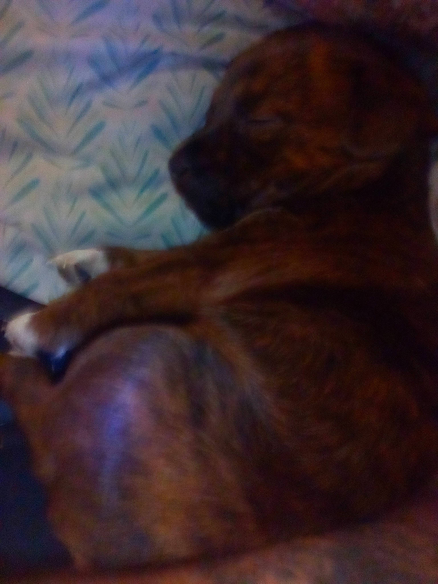 Handsome joined the competition — help win amazing prizes! brown, canidae, carnivore, comfort, companion_dog, dog, dog_breed, fawn, felidae, fur, hardwood, liver, ori_pei, small_to_medium_sized_cats, sporting_group, tail, terrestrial_animal, whiskers, wood, working_animal