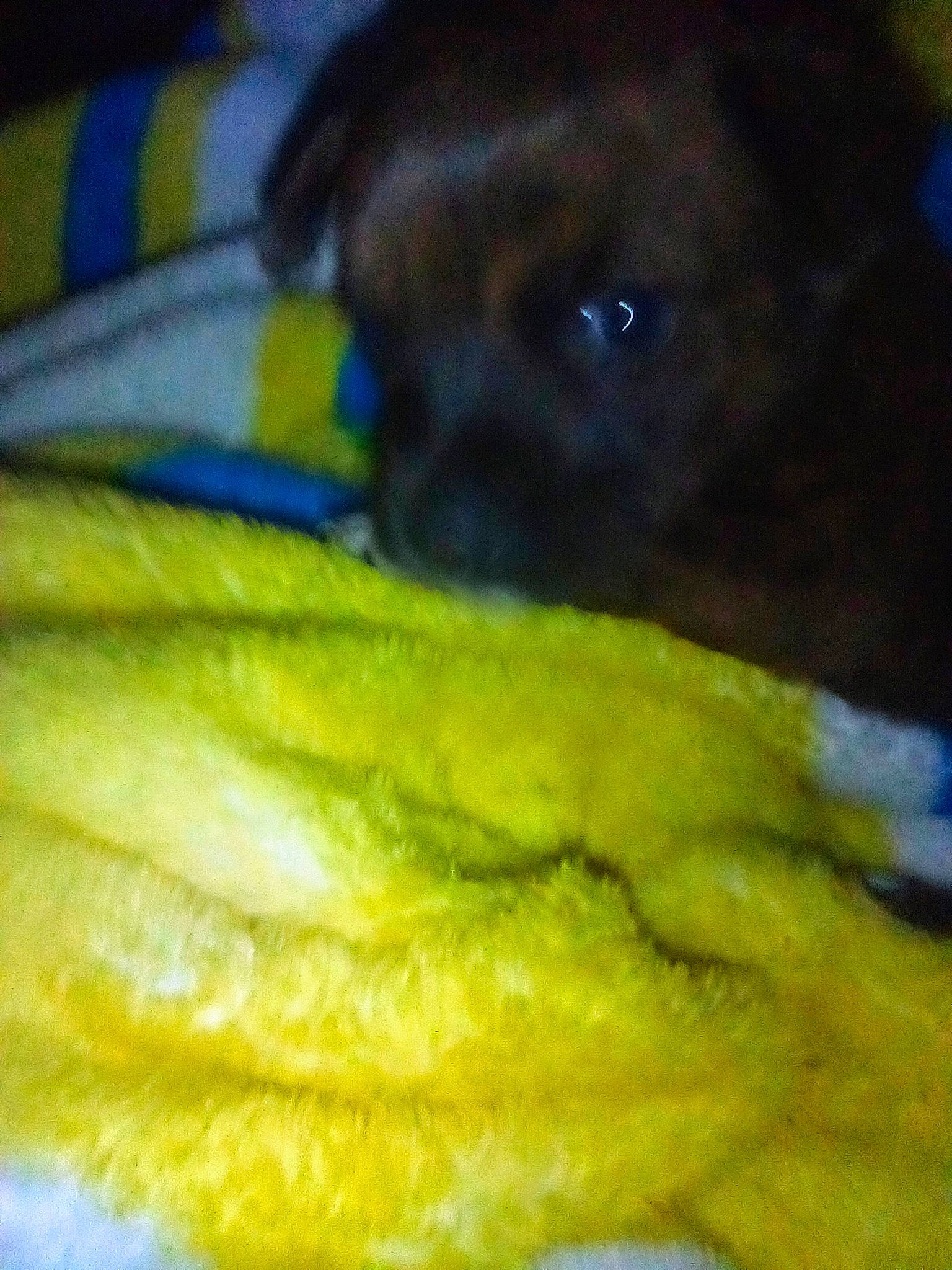 Handsome joined the competition — help win amazing prizes! ancient_dog_breeds, carnivore, companion_dog, dog, dog_breed, dog_supply, fawn, fur, guard_dog, non_sporting_group, paw, pet_supply, snout, sporting_group, terrestrial_animal, toy_dog, whiskers, working_animal