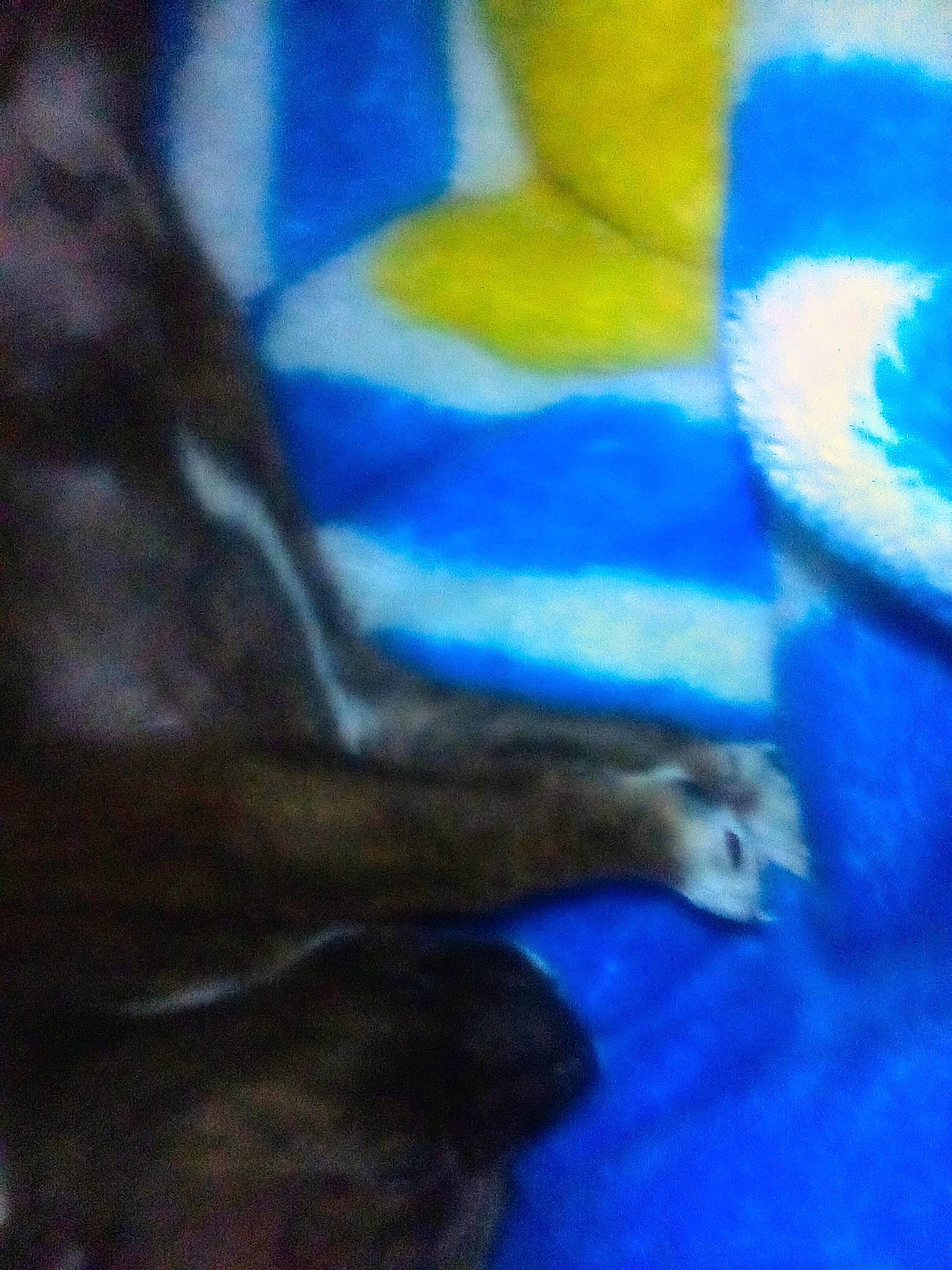 Handsome joined the competition — help win amazing prizes! _geese_and_swans, art, beak, bird, duck, ducks, electric_blue, feather, fur, human_leg, livestock, paint, painting, pattern, seabird, tail, visual_arts, water_bird, waterfowl, whiskers