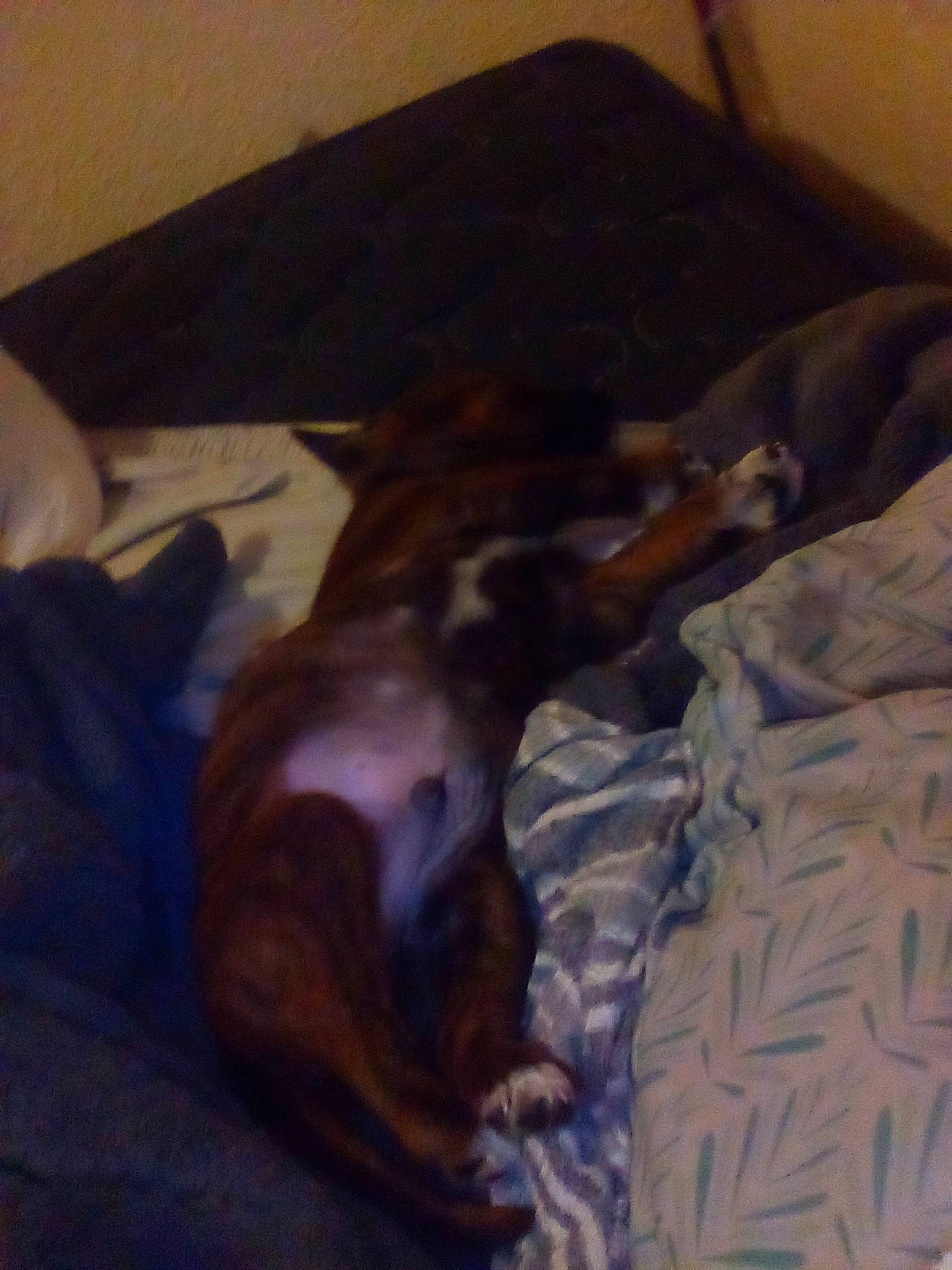 Handsome joined the competition — help win amazing prizes! bed, bed_sheet, bedding, brown, canidae, carnivore, comfort, companion_dog, dog, dog_breed, fawn, fur, hardwood, linens, liver, nap, room, sporting_group, textile, working_animal