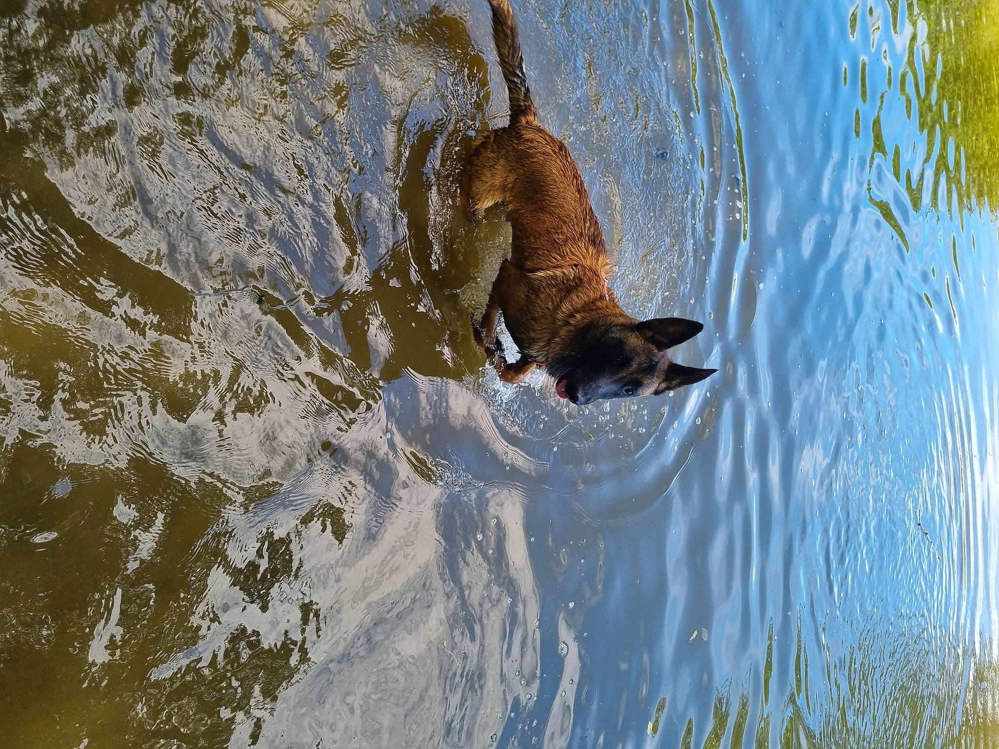 Sana participe au concours pour gagner de l'argent avec cette photo : _geese_and_swans, beak, canidae, carnivore, dog, dog_breed, ducks, fawn, fluid, lake, liquid, marine_mammal, reflection, snout, sporting_group, tail, water, water_bird, waterfowl, wave
