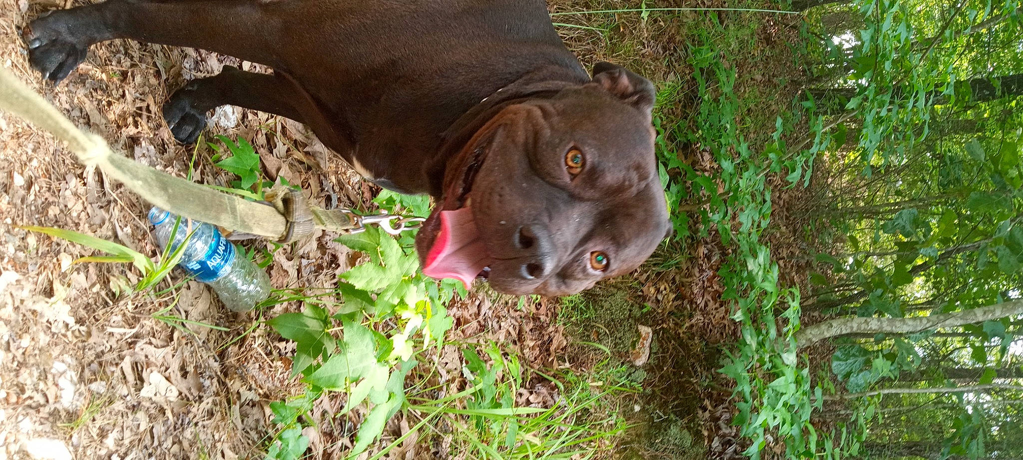 Jacks joined the competition — help win amazing prizes! bottle, canidae, carnivore, dog, dog_breed, drinking_water, eye, fawn, grass, groundcover, liver, plant, plastic_bottle, snout, sporting_group, terrestrial_animal, tree, water_bottle, wildlife, working_animal