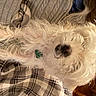Lexi is registered to the contest to win money with this photo: canidae, carnivore, companion_dog, dog, dog_breed, feather, fur, pattern, plaid, plush, small_terrier, snout, sporting_group, stuffed_toy, tartan, terrier, toy, toy_dog, whiskers, working_animal