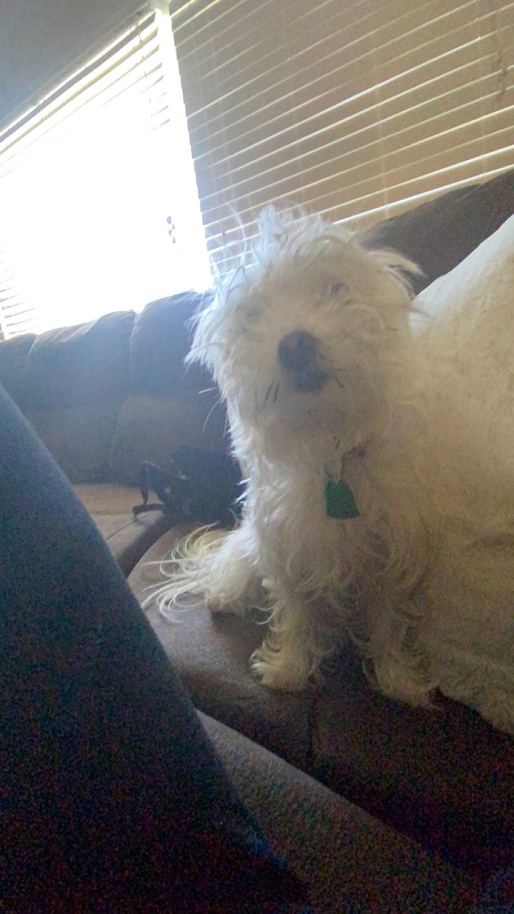 Lexi joined the competition — help win amazing prizes! canidae, carnivore, chair, companion_dog, dog, dog_breed, flooring, fur, maltepoo, poodle, small_terrier, snout, sporting_group, tail, terrier, toy_dog, whiskers, window, windshield, working_animal