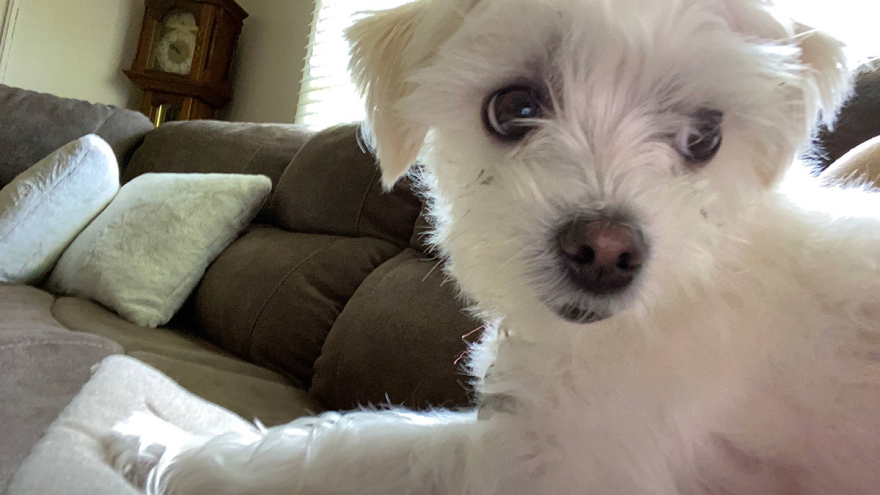 Lexi is registered to the contest to win money with this photo: canidae, carnivore, comfort, companion_dog, couch, dog, dog_breed, fur, living_room, maltepoo, non_sporting_group, picture_frame, puppy, sleeper_chair, small_terrier, sporting_group, terrier, toy_dog, white, working_animal